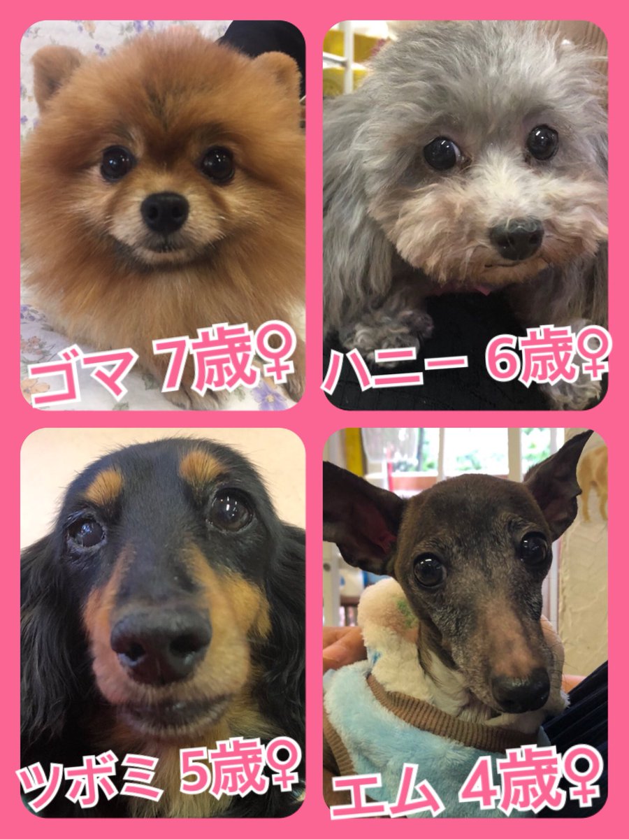 🐾今日の里親様募集中ワンコ🐶メンバーです🐾2019,6,2